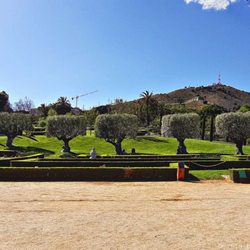 Parc de Cervantes - Oliven-Tonnenbäumchen  (05/2019)