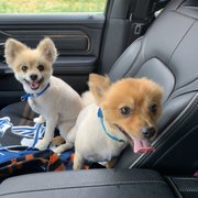 Sawgy Dawg Grooming And Pet Supplies 2019 All You Need To Know