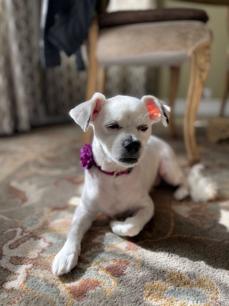 PETSTAR GROOMING Updated September 2024 48 Photos & 47 Reviews 3232 1/2 Foothill Blvd, La