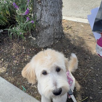 Petco - Cut by Angelica - Pet Stores Near Me - Santa Clara, California
