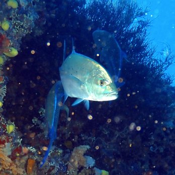 Island Divers Travel - Trevally - Travel Agents Near Me Island Divers Travel - Trevally - Travel Agents Near Me
