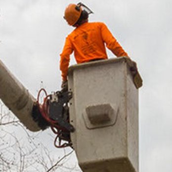 Garcia's Tree Experts - Tree Services Near Me - Silver Spring, Maryland
