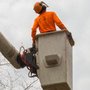 Photo of Garcia's Tree Experts