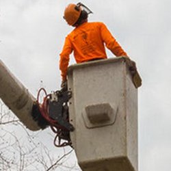 Garcia's Tree Experts
