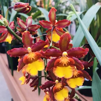 Orchids By Hausermann - Nurseries & Gardening Near Me - Villa Park, Illinois Orchids By Hausermann - Nurseries & Gardening Near Me - Villa Park, Illinois