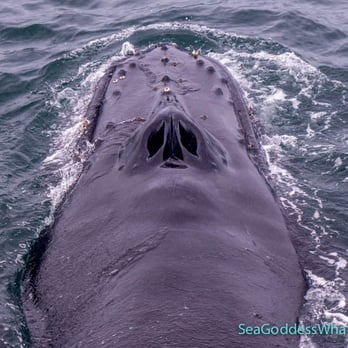 Sea Goddess Whale Watching - Whale blow holes. - Whale Watching Tours Near Me - Moss Landing, California Sea Goddess Whale Watching - Whale blow holes. - Whale Watching Tours Near Me - Moss Landing, California