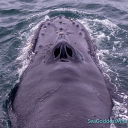Sea Goddess Whale Watching - Whale blow holes.