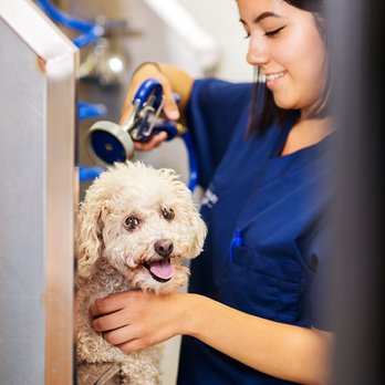 West LA Veterinary Group - Veterinarians Near Me - Los Angeles, California West LA Veterinary Group - Veterinarians Near Me - Los Angeles, California