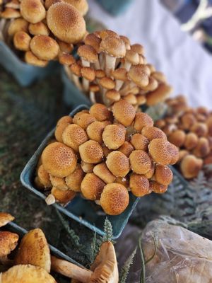 Old Beach Farmers Market by null