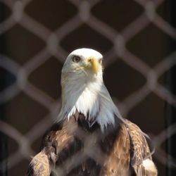 California Raptor Center