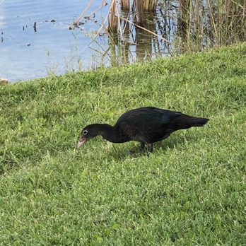 Peace Mound Park - Parks Near Me - Weston, Florida