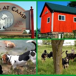 Dogs at Camp - Dogs at Camp, Ottawa