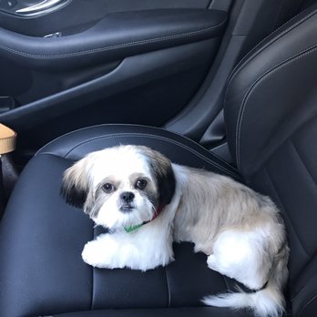 Pampered Pooch Spa & Bowtique - After. Lucy all cleaned up and fresh! - Pet Groomers Near Me - Murrieta, California