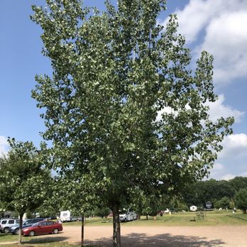 Lake Compounce Campground - Tree blocking WiFi - Campgrounds Near Me - Bristol, Connecticut