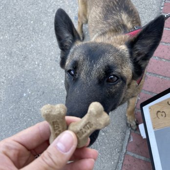 Red Moose Cookie - Pup cookies - Desserts Near Me - Cambria, California