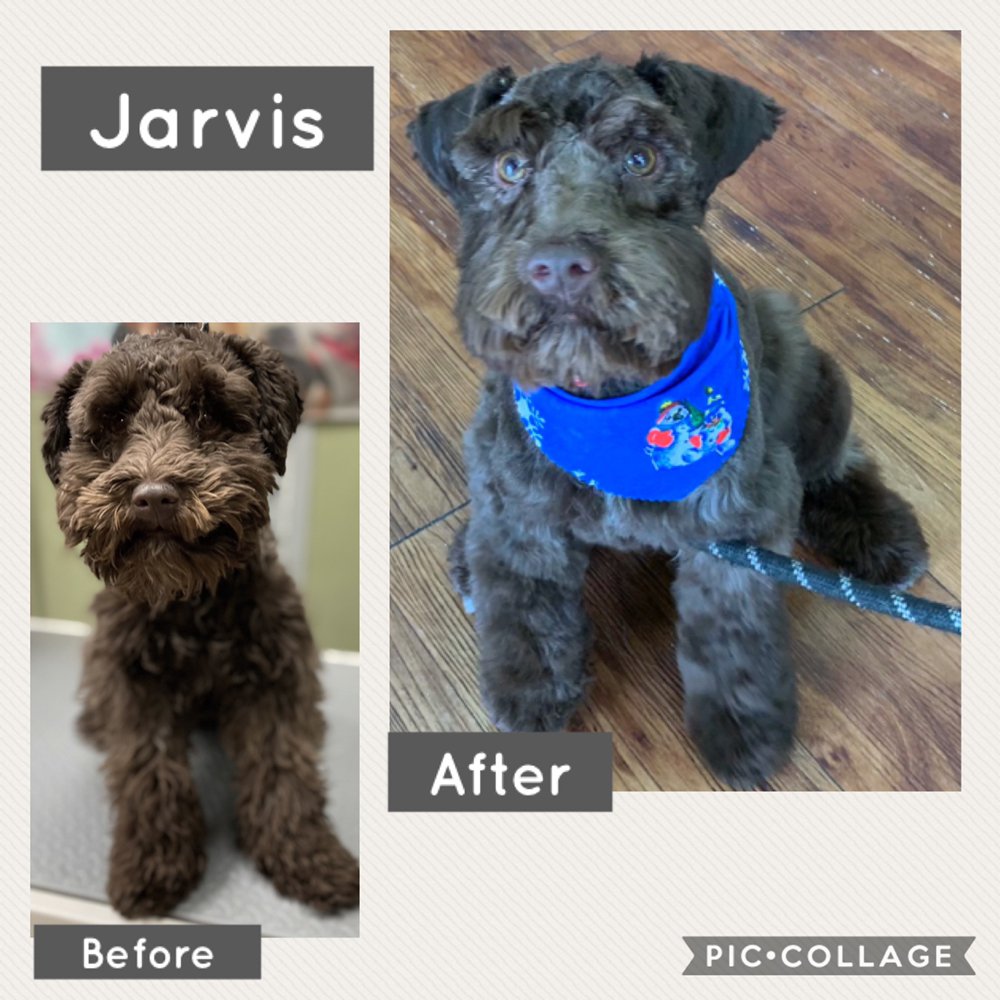 BARKING DOGS SELFWASH & GROOMING CENTENNIAL HILLS Updated