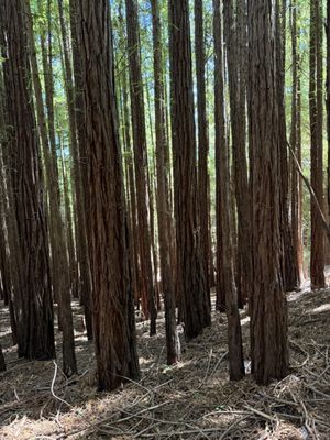 Mount Tamalpais State Park by null