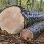 Photo of Adam's Trees Designs and Services