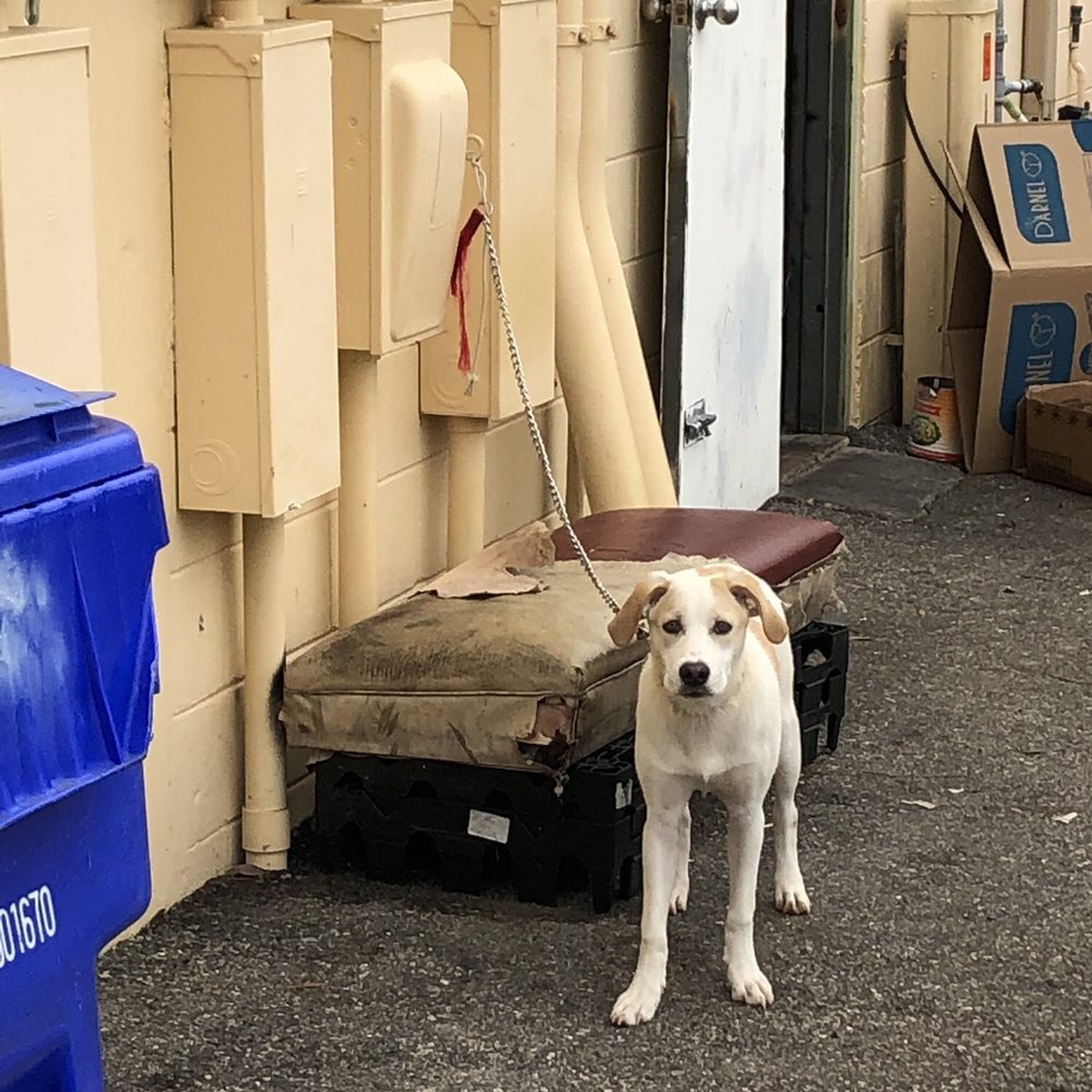 Terrible restaurant that literally has a dog chained up behind it. Terrible restaurant that literally has a dog chained up behind it.