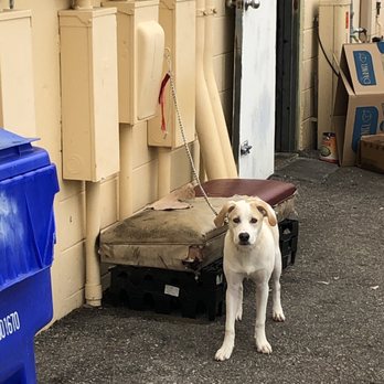 First Wok Chinese Restaurant - Terrible restaurant that literally has a dog chained up behind it. - Chinese Near Me - Lehigh Acres, Florida First Wok Chinese Restaurant - Terrible restaurant that literally has a dog chained up behind it. - Chinese Near Me - Lehigh Acres, Florida