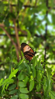 Springs Preserve by null