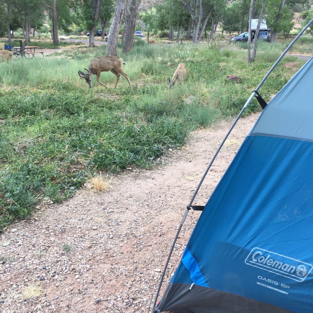 South Campground - Deer frequented this spot the entire stay, day & night. - Campgrounds Near Me - Springdale, Utah South Campground - Deer frequented this spot the entire stay, day & night. - Campgrounds Near Me - Springdale, Utah