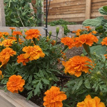 Magnolia Landscaping - Marigolds a plenty - Lawn Services Near Me Magnolia Landscaping - Marigolds a plenty - Lawn Services Near Me