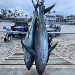 Jen Wren - 120 lbs if tuna from our day with Jen Wren