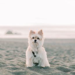 Mochi! IG: @mochi_the_porkie Mochi! IG: @mochi_the_porkie