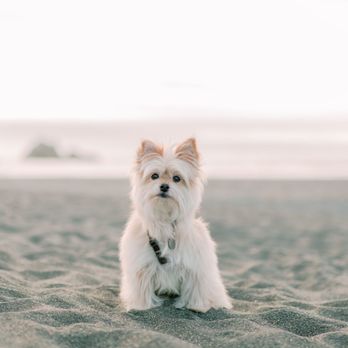 Cheri Tran Snaps - Mochi! IG: @mochi_the_porkie - Session Photography Near Me Cheri Tran Snaps - Mochi! IG: @mochi_the_porkie - Session Photography Near Me