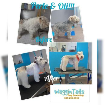 chris waggin tails hours