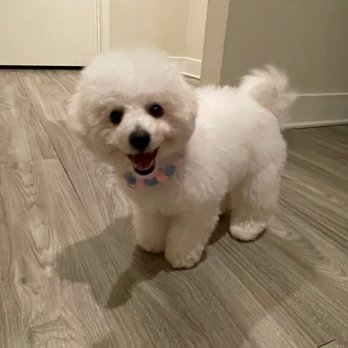 Blue Pooch  - Pet Groomers Near Me - Los Angeles, California