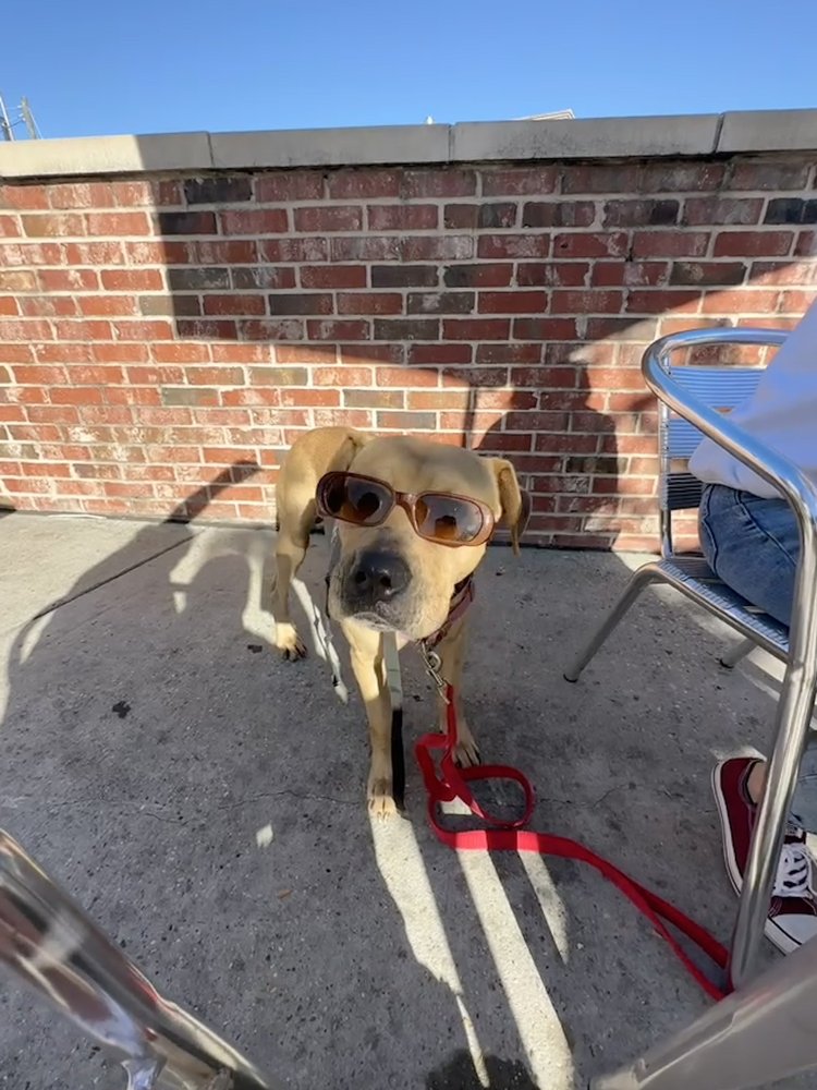 SOUTHERN PINES ANIMAL SHELTER Updated September 2024 1901 N 31st Ave, Hattiesburg