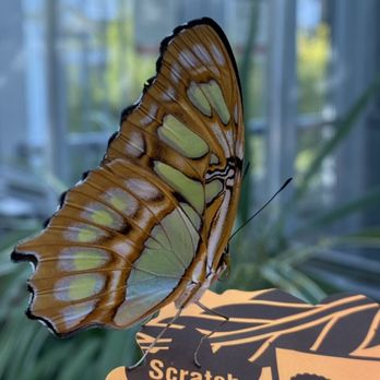 Butterfly Show at Krohn Conservatory - Local Flavor Near Me - Cincinnati, Ohio Butterfly Show at Krohn Conservatory - Local Flavor Near Me - Cincinnati, Ohio