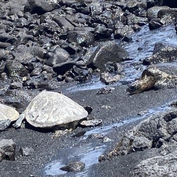 Punalu'u Black Sand Beach - Three more - Beaches Near Me - Pahala, Hawaii Punalu'u Black Sand Beach - Three more - Beaches Near Me - Pahala, Hawaii