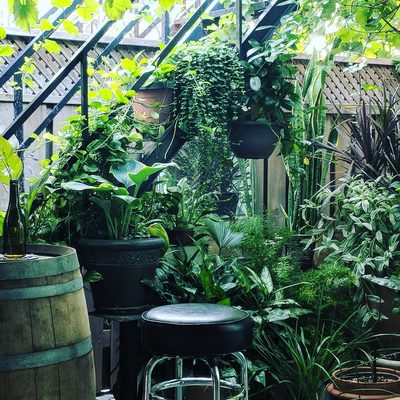 Paradise Grapevine by null