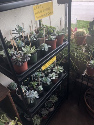 Ephemera - Plants, Terrariums and Comics by null