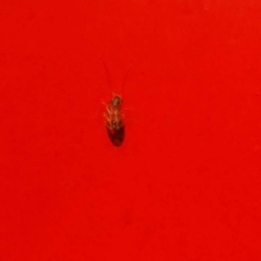 3 tequilas - Found a roach in my brothers drink - Mexican Near Me - Tulsa, Oklahoma