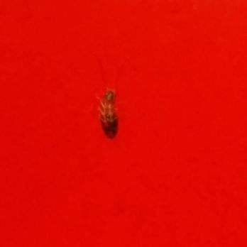 3 tequilas - Found a roach in my brothers drink - Mexican Near Me - Tulsa, Oklahoma 3 tequilas - Found a roach in my brothers drink - Mexican Near Me - Tulsa, Oklahoma