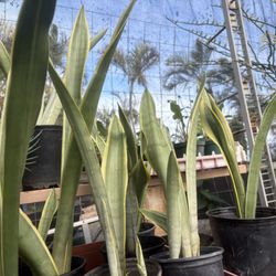 Plants