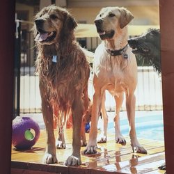 River City Veterinary Hospital - Our happy golden retriever Luke playing with his friends