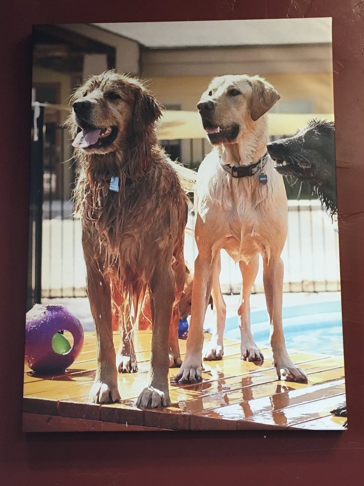 River City Veterinary Hospital - pet boarding facility in Meridian, ID
