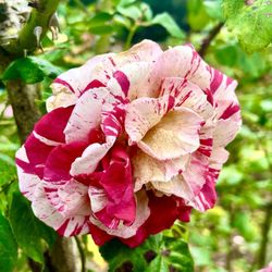 Exposition Park Rose Garden - Beautiful roses everywhere!!!