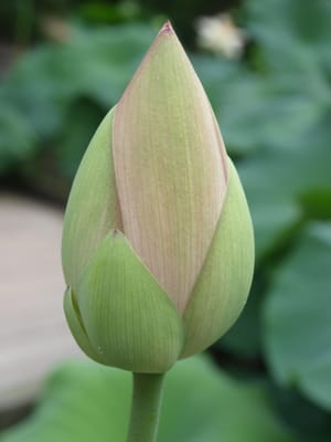 Kyoto Botanical Gardens by null