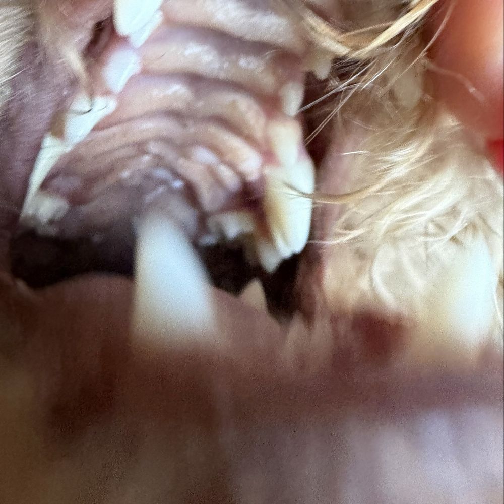 Advanced Veterinary Medical Center - After teeth cleaning - Veterinarians Near Me - Milpitas, California