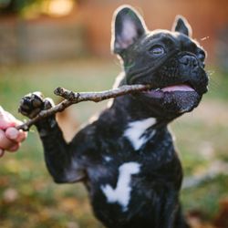 Katie Swift Photography - Pumpkin plays fetch!