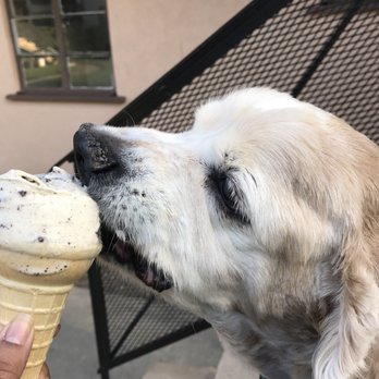 At Garden's Edge - Fluffy loved ice cream. I mean who doesn't. But he was special. He ate cookies & cream. With lots of chocolate. Lol. - Pet Cremation Services Near Me - Alhambra, California At Garden's Edge - Fluffy loved ice cream. I mean who doesn't. But he was special. He ate cookies & cream. With lots of chocolate. Lol. - Pet Cremation Services Near Me - Alhambra, California
