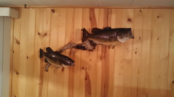 Dave's Fish Mounting