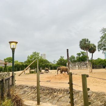 Houston Zoo - Elephants - Zoos Near Me - Houston, Texas Houston Zoo - Elephants - Zoos Near Me - Houston, Texas