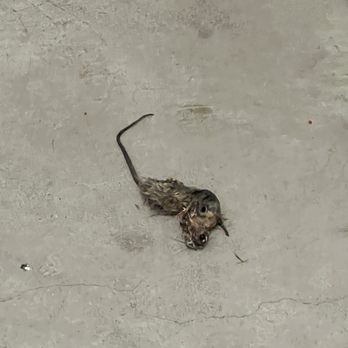 Southpoint Self Storage - Dead rat! - Self Storage Near Me - Sebastopol, California